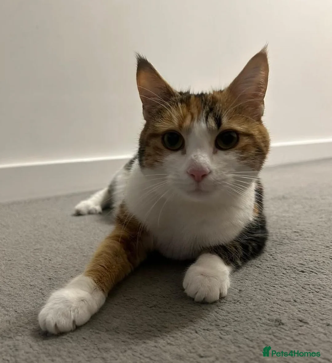 Mixed Breed cats for sale: Meet dice and Cookie - Advert 1