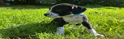 Mixed Breed dogs for sale: 🐾 Stunning Dalmatian × Boxer Puppies 🐾 in Leek - Advert 4
