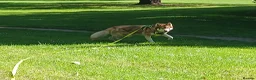 Siberian Husky dogs for sale: Female Siberian Husky for rehoming in London - Advert 4