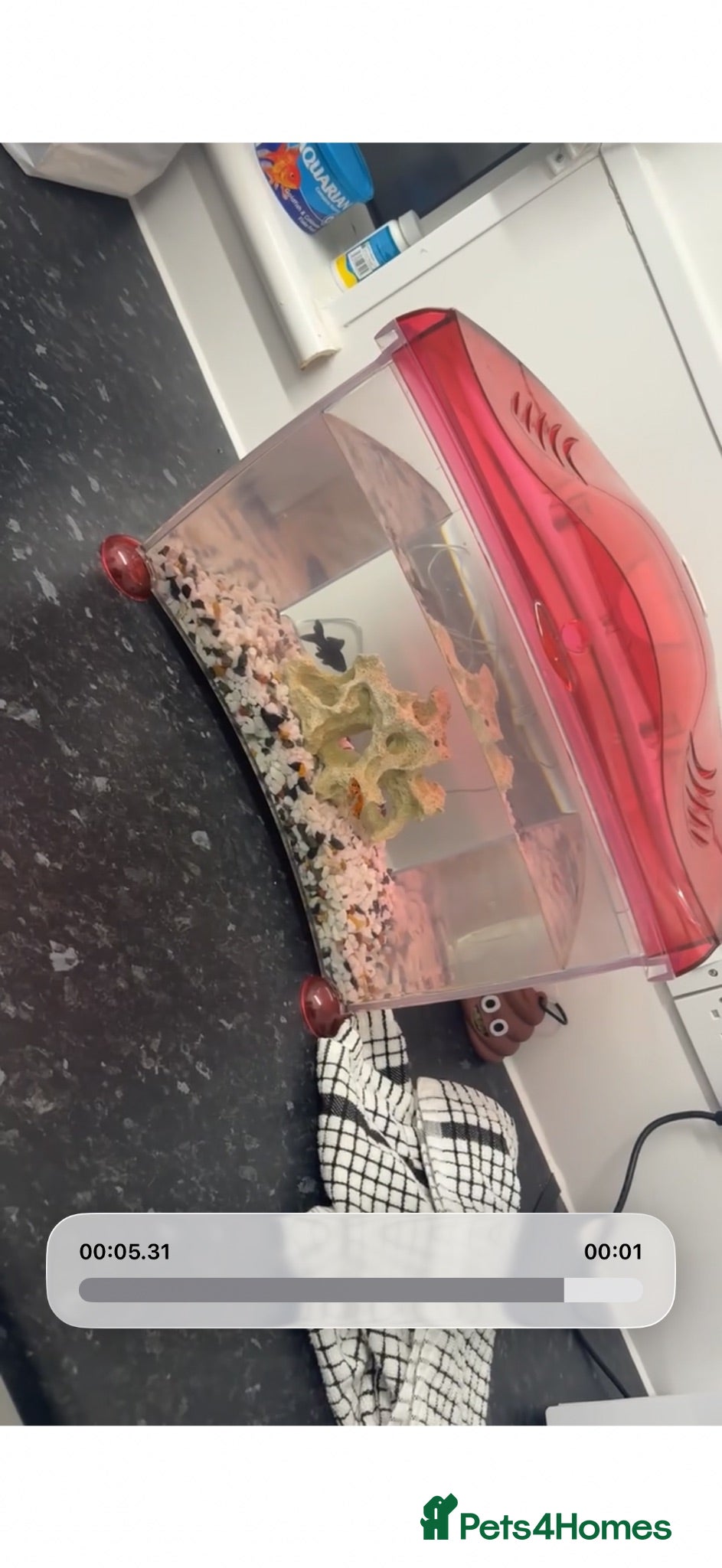 Goldfish fish 2 fish and tank with everything for sale  - Advert 1