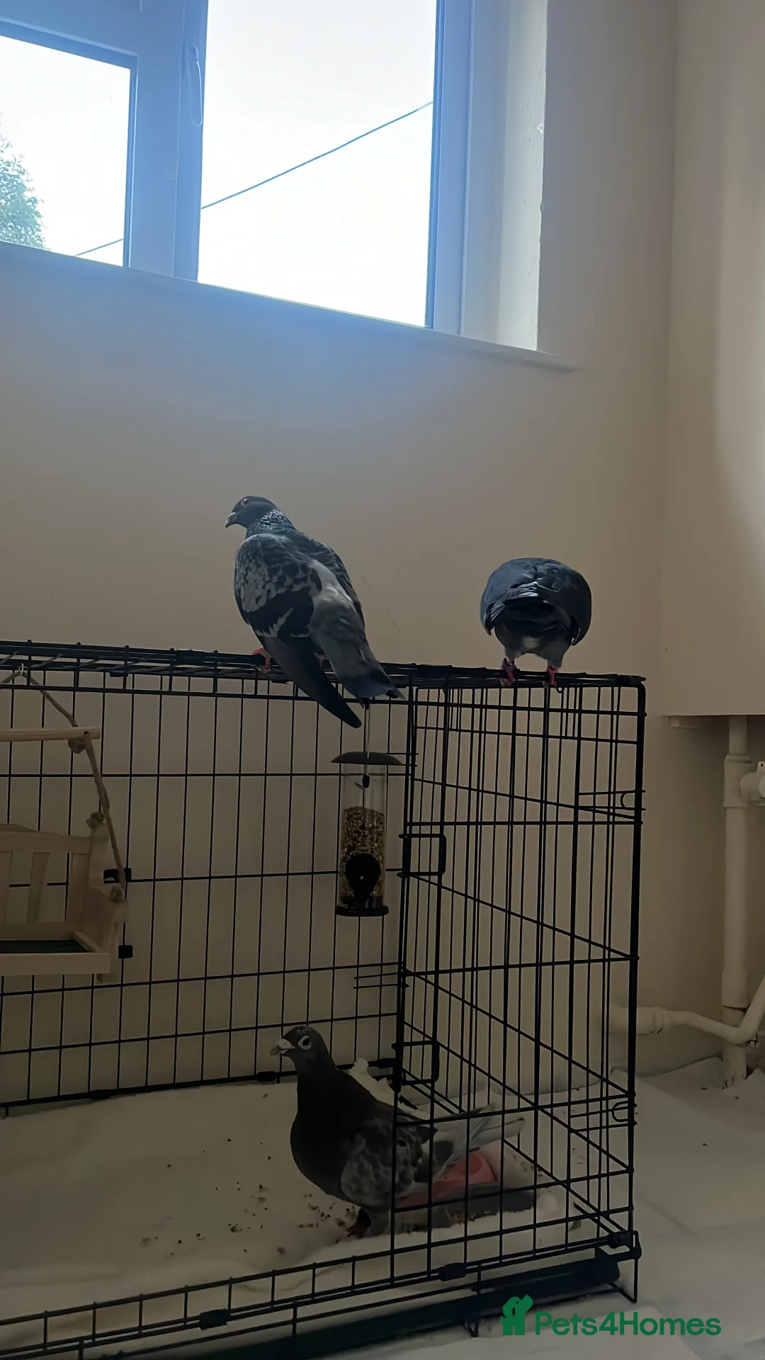 Pigeons birds for sale: 2 female, 1 male pigeon  - Advert 3