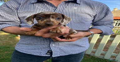 Miniature Dachshund dogs - Advert 12