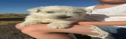 West Highland Terrier dogs for sale: West highland terrier puppies  in Northampton - Advert 3