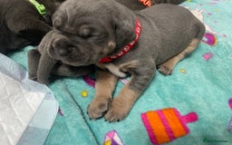 Cane Corso dogs for sale: CANE CORSO TOP QUALITY STRAJANO BLOODLINE FERMINTO - Advert 10