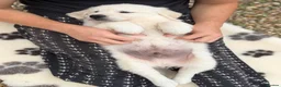 Golden Retriever dogs for sale: Beautiful KC Registered Golden Retriever Puppies in Wisbech - Advert 16