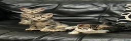 Domestic Shorthair cats for sale: Kittens for sale - Advert 3