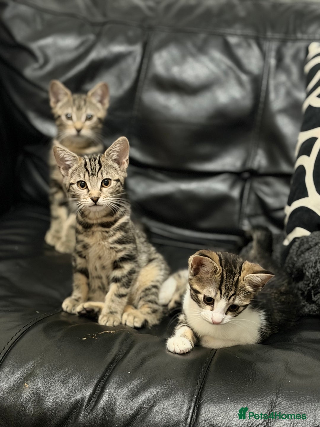 Domestic Shorthair cats for sale: Kittens for sale - Advert 3