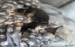 Domestic Shorthair cats for sale: Female Kitten - Image 2