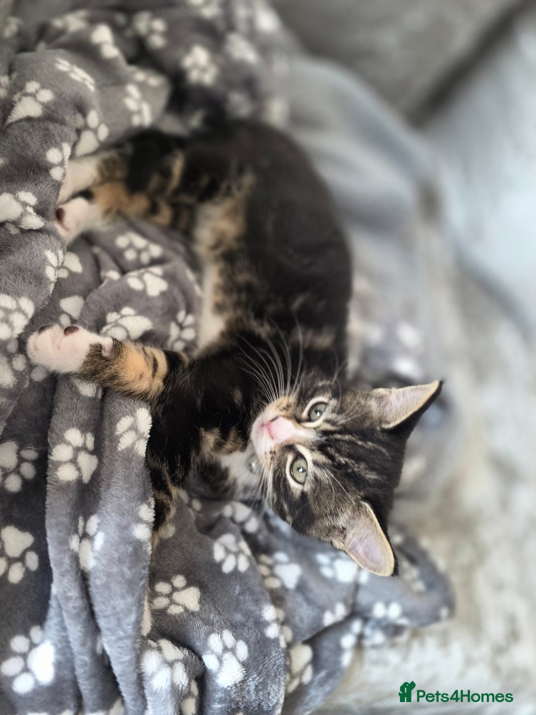 Domestic Shorthair cats for sale: Female Kitten - Image 2