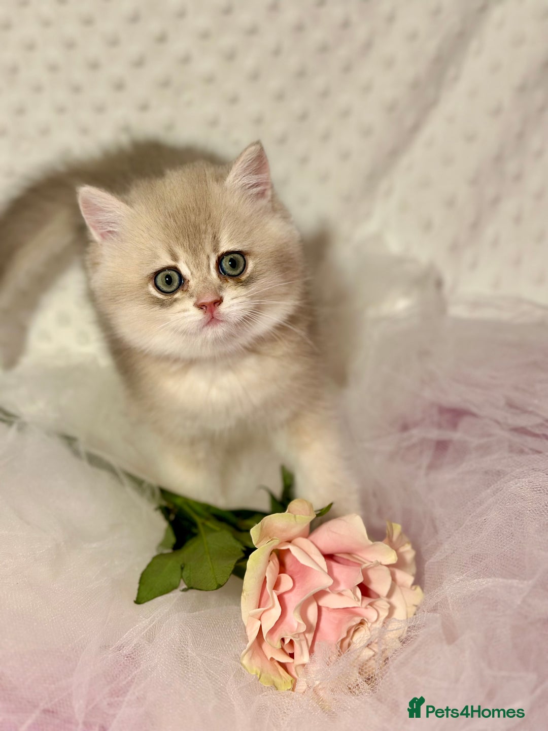 British Shorthair cats for sale: Two Blue Gold Boys  - Advert 12