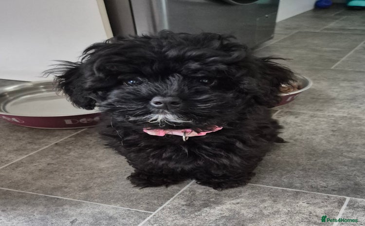 Havanese dogs - Advert 2
