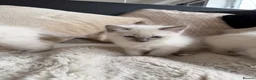 Ragdoll cats for sale: Blue point ragdoll kittens  - Advert 7