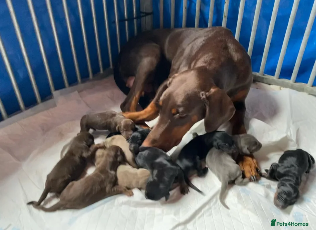 Dobermann dogs for stud: KC Health & Heart tested stud in Burnley - Advert 9