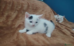 Mixed Breed cats for sale: Kittens  - Image 20