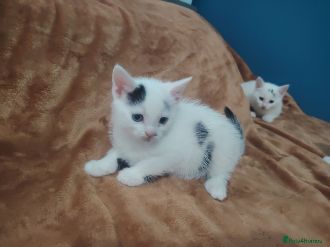 Mixed Breed cats for sale: Kittens  - Image 20