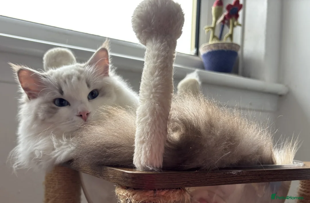 Ragdoll cats for sale: Two The last Boys Pedigree Ragdoll  Available - Advert 7