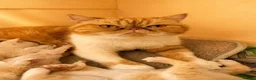 Exotic cats for sale: 2 STUNNING EXOTIC MALE KITTENS  - Advert 17