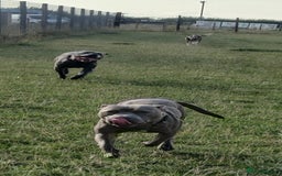 Staffordshire Bull Terrier dogs for sale: Blue/ Fawn Staffordshire Bull Terrier puppies  - Advert 10