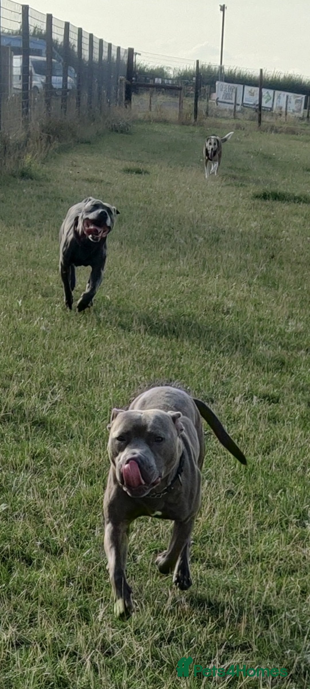 Staffordshire Bull Terrier dogs for sale: Blue/ Fawn Staffordshire Bull Terrier puppies  - Advert 10