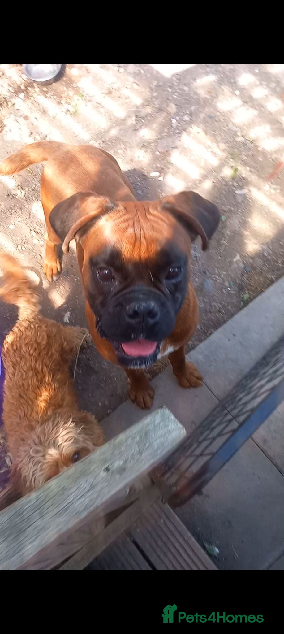 Boxer dogs KC proven Stud bobtail - Advert 1