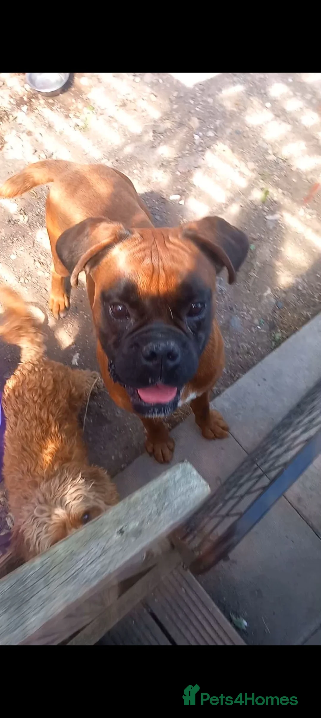 Boxer dogs for stud: KC proven Stud bobtail - Advert 1