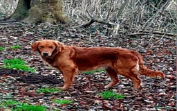 Golden Retriever dogs for sale: Working golden retriever puppies  - Image 1