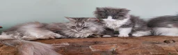Maine Coon cats for sale: Maine Coon x Ragdoll 12 week kittens 2 male 2 fem - Advert 12