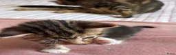 Mixed Breed cats for sale: 4 Beautiful Female Kittens Ready in August - Advert 24