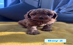 Miniature Poodle dogs for sale: Beautiful red miniature poodle KC Registered  - Image 6