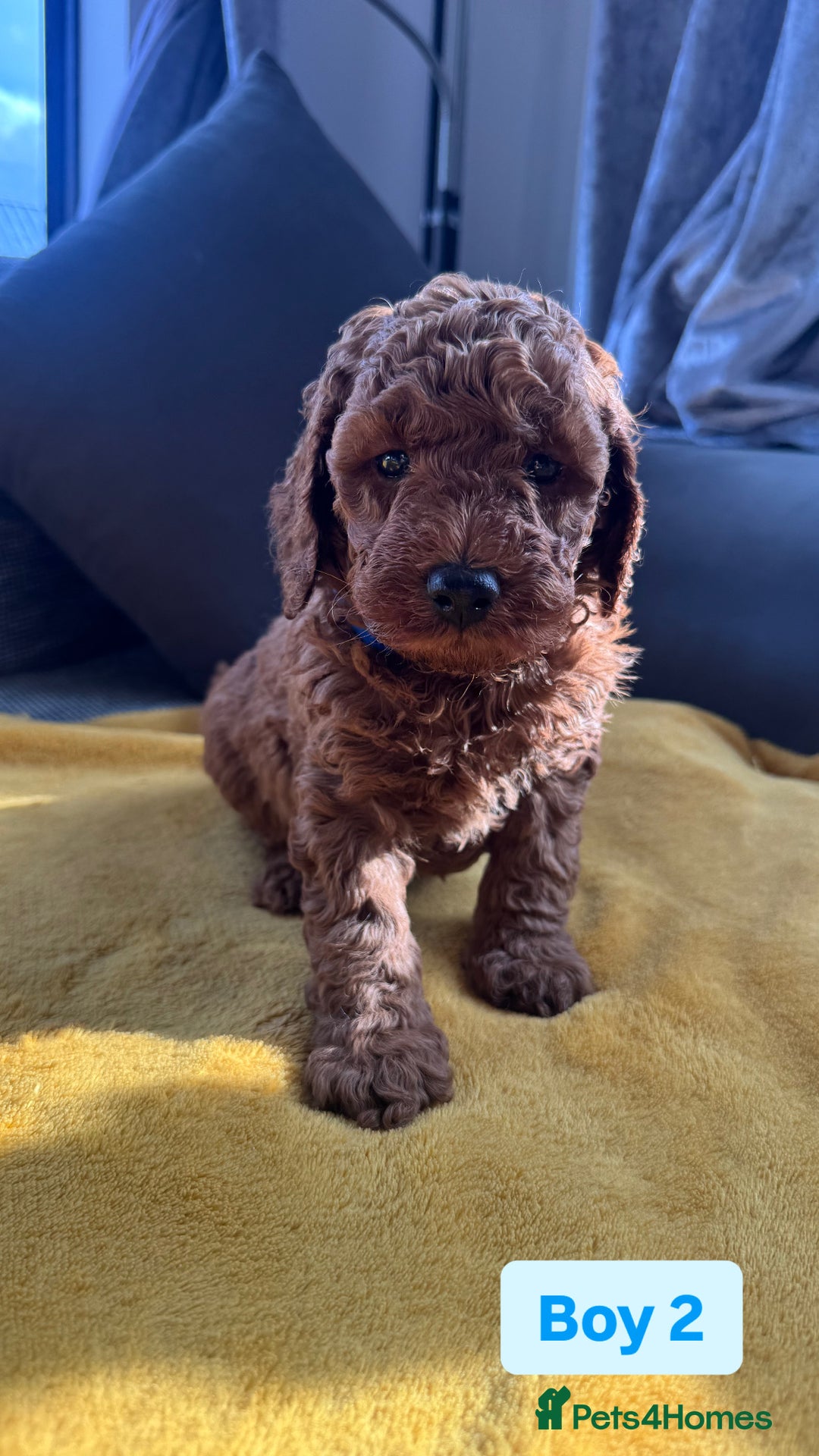 Miniature Poodle dogs for sale: Beautiful red miniature poodle KC Registered  - Image 6