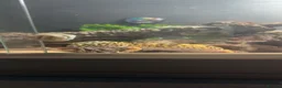 Leopard Gecko reptiles for sale: Male leopard gecko  - Advert 4