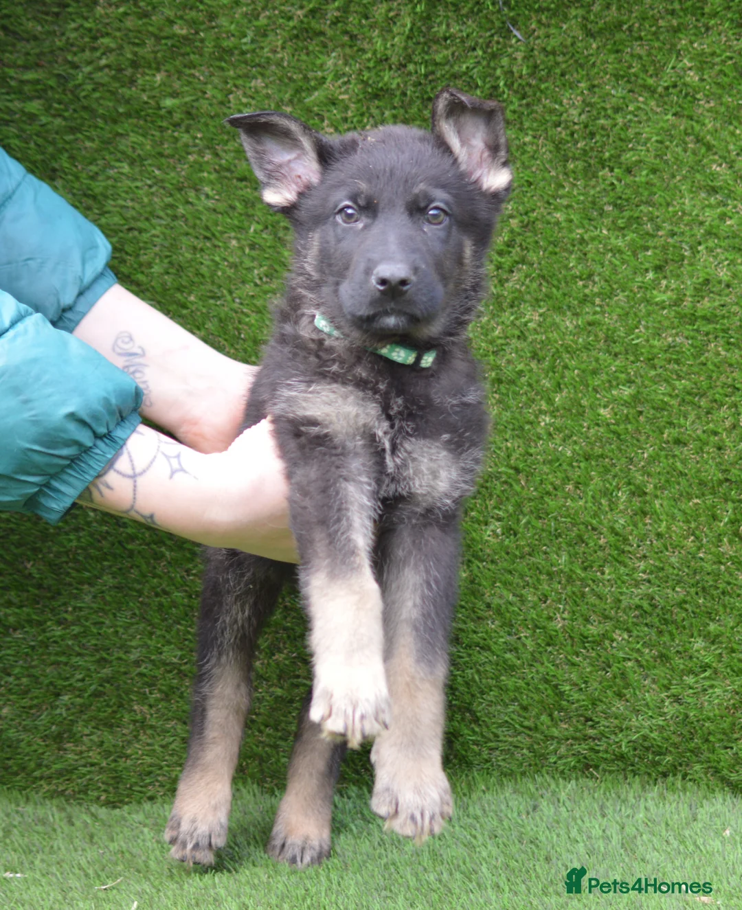 German Shepherd dogs for sale: KC Registered Working Line German Shepherd Puppies - Advert 2