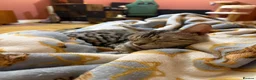 Bengal cats for sale: Beautiful Bengal girl looking for forever home - Advert 9