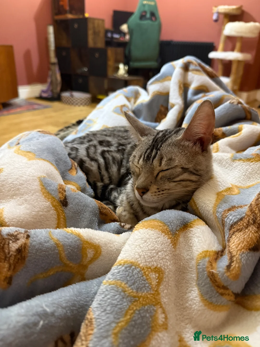 Bengal cats for sale: Beautiful Bengal girl looking for forever home - Advert 9