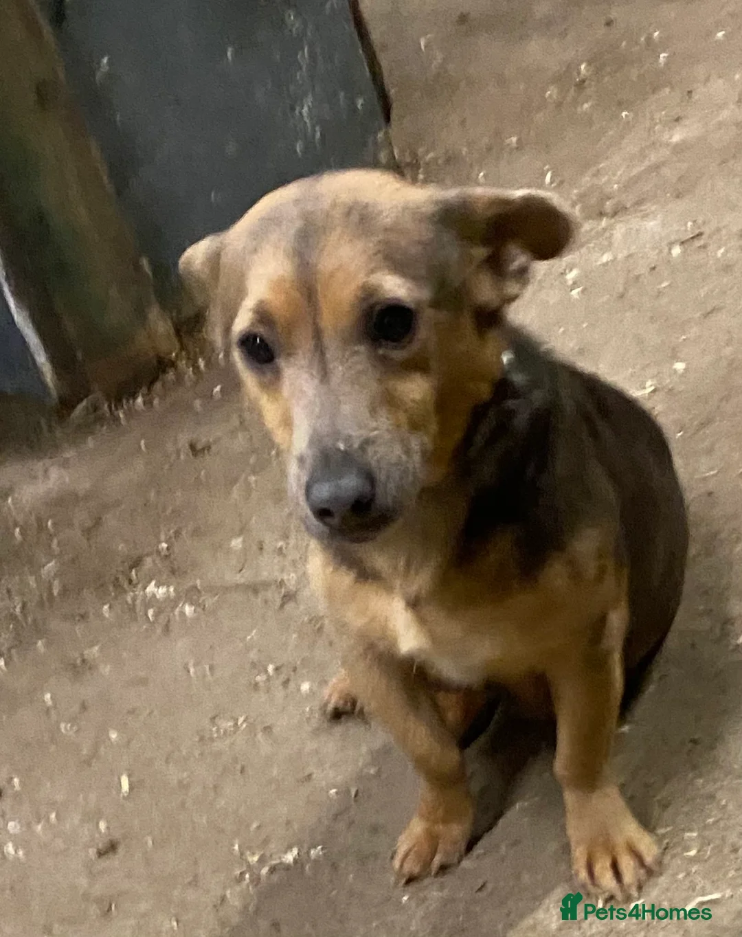 Jack Russell dogs for sale: Stunning small type jack Russell. Pups - Advert 12