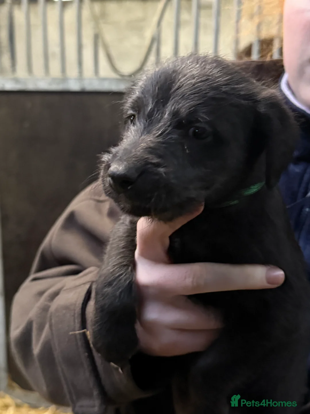 Mixed Breed dogs for sale: First cross Bedlington Whippets  - Advert 12
