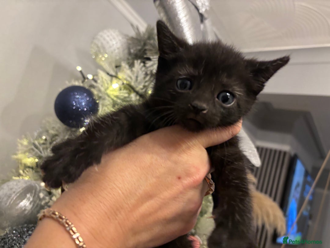 Mixed Breed cats for sale: Little kitties - Advert 7