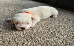 Shihpoo dogs for sale: Shihpoo puppies in Devon ... we've arrived!  - Image 26