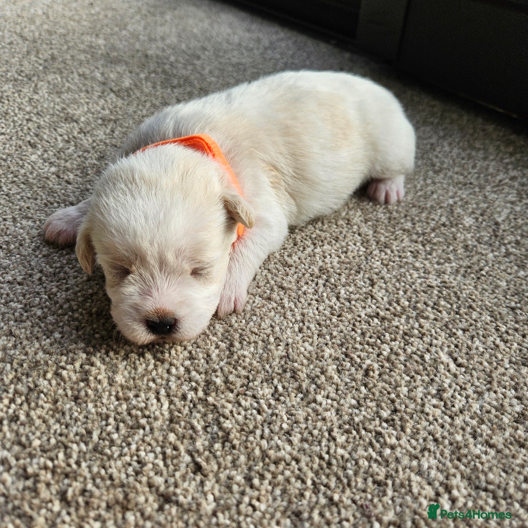 Shihpoo dogs for sale: Shihpoo puppies in Devon ... we've arrived!  - Image 26
