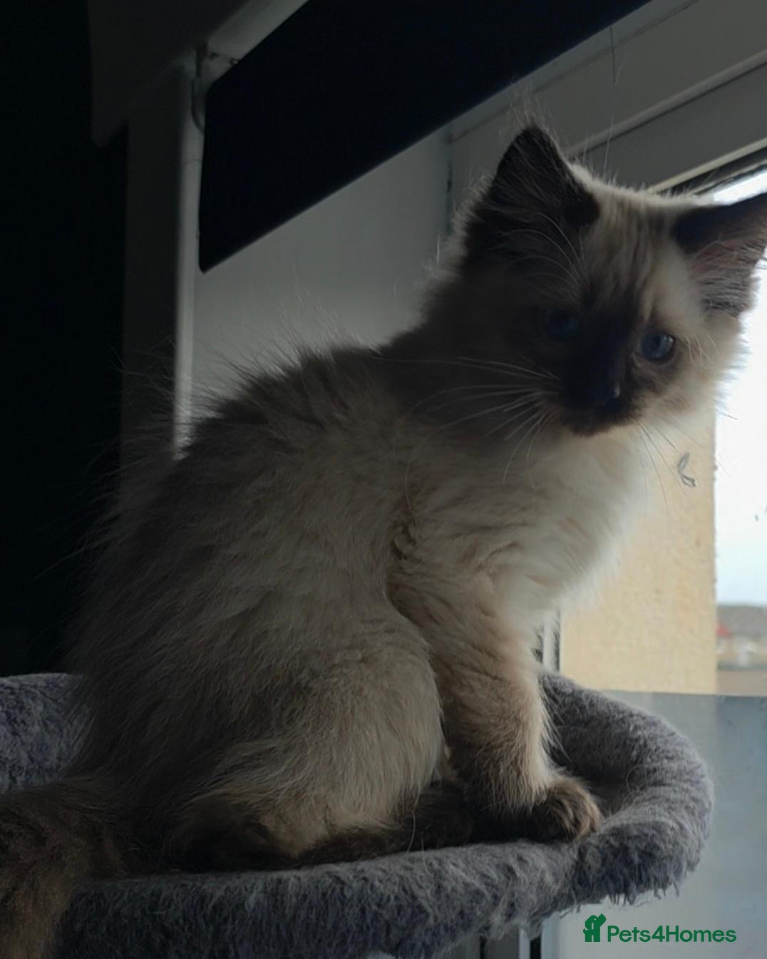 Ragdoll cats for sale: One beautiful ragdoll kitten remaining - Advert 10