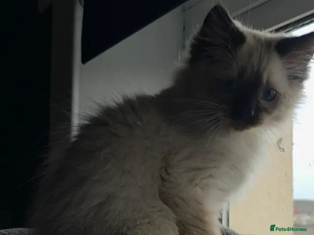 Ragdoll cats for sale: One beautiful ragdoll kitten remaining - Advert 10