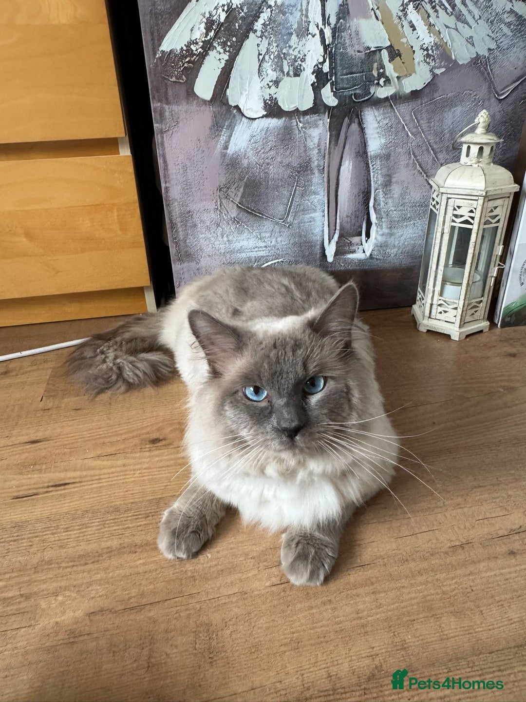 Ragdoll cats for stud: 💙 Wolfie – Blue Bicolour Ragdoll Stud - Image 2