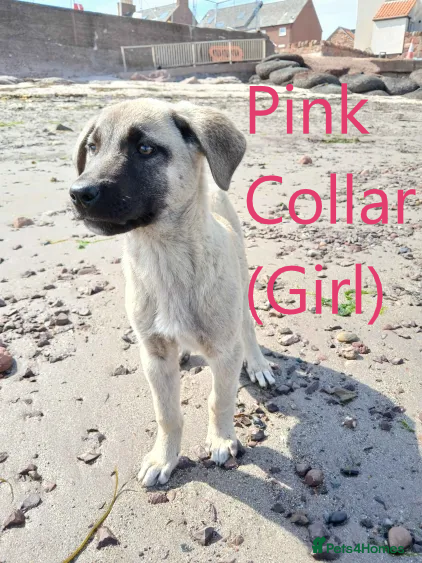 Turkish Kangal dogs TURKISH KANGAL PUPPIES! - Advert 1