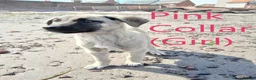 Turkish Kangal dogs for sale: TURKISH KANGAL PUPPIES! - Advert 1