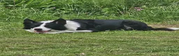 Border Collie dogs for sale: ISDS Border Collie Pups - Advert 9