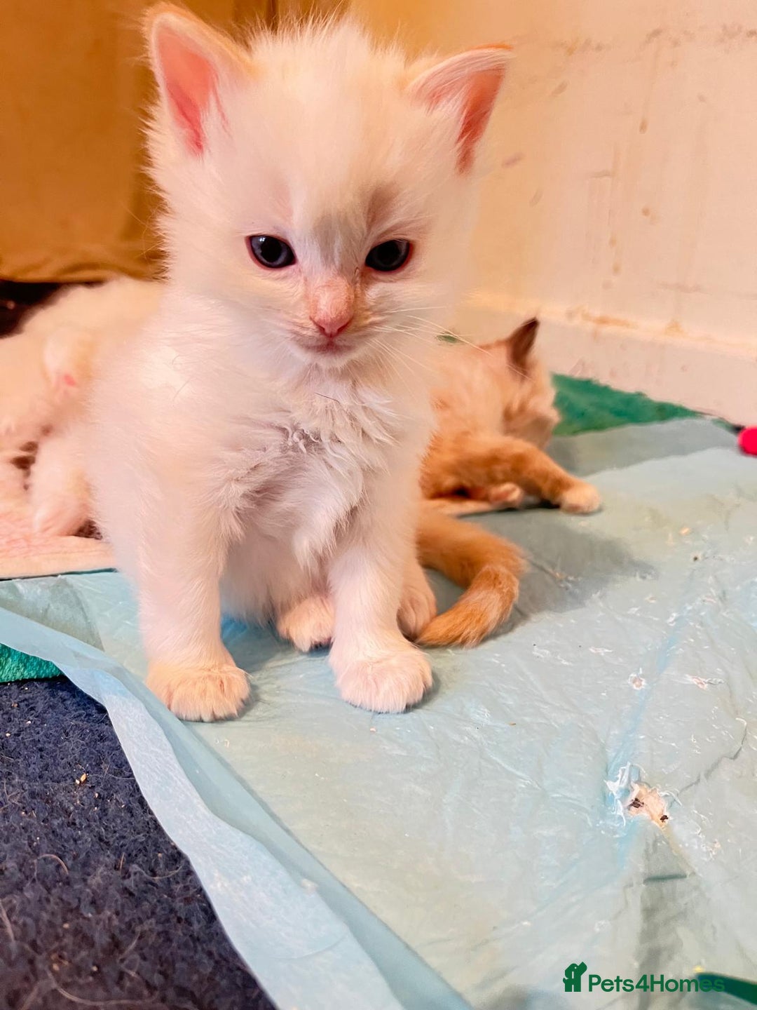 Ragdoll cats for sale: 4 Ragdoll Kittens - Advert 20