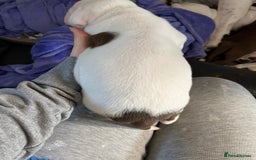 Mixed Breed dogs for sale: 4 beautiful American bully cross staffy puppies - Image 27