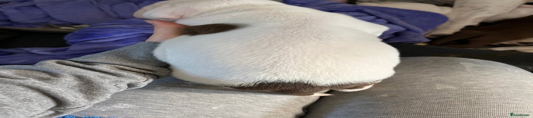 America bully cross staffy 