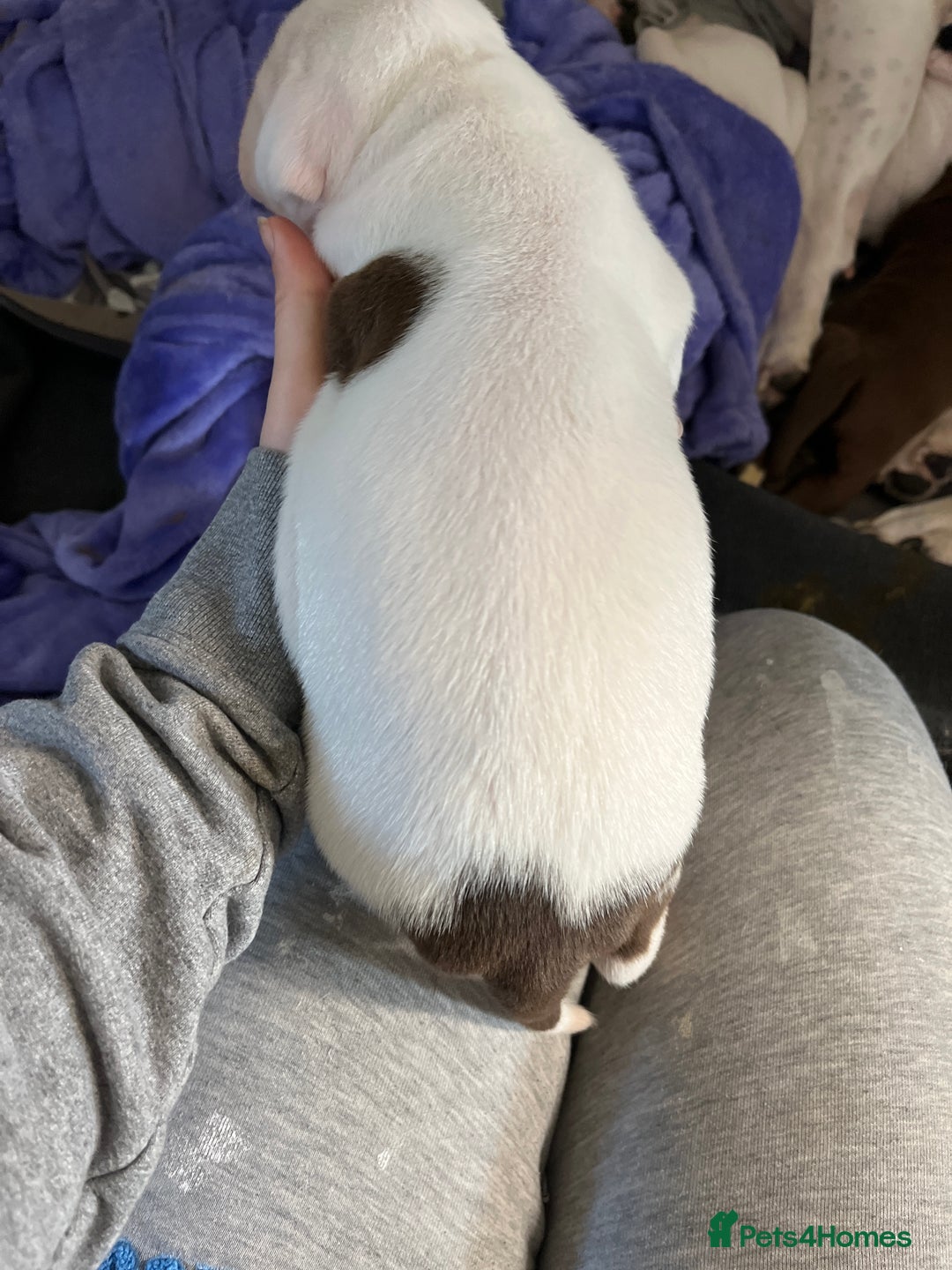 Mixed Breed dogs for sale: 4 beautiful American bully cross staffy puppies - Image 27