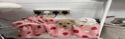 Maltipoo dogs for sale: Tiny maltipoo puppies  - Advert 23